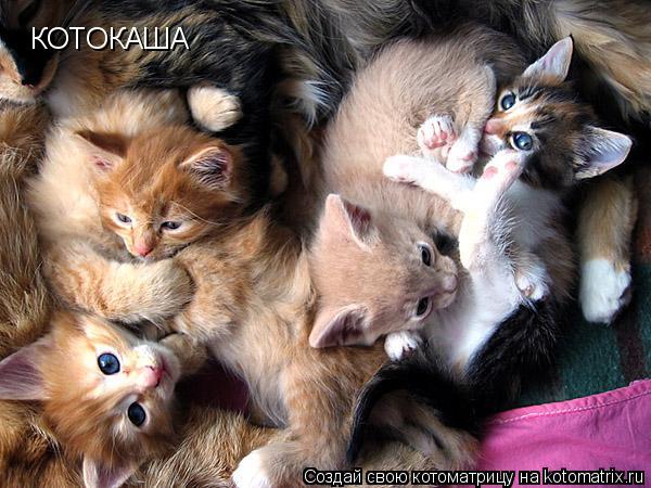 КОТОКАША... Котоматрица: КОТОКАША