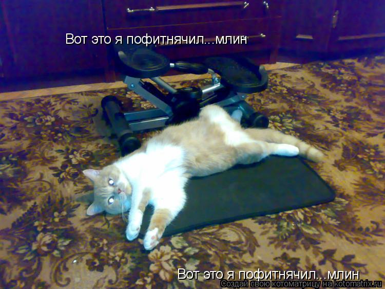 Котоматрица: Вот это я пофитнячил...млин Вот это я пофитнячил...млин