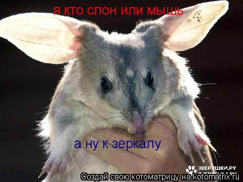 я кто слон или мышь а ну к зеркалу... Котоматрица: я кто слон или мышь а ну к зеркалу