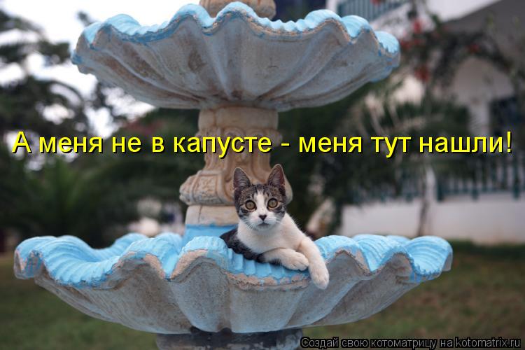 Котоматрица: А меня не в капусте - меня тут нашли!