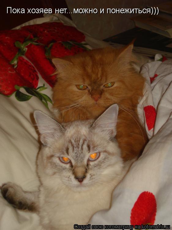 Пока хозяев нет...можно и понежиться)))... Котоматрица: Пока хозяев нет...можно и понежиться)))