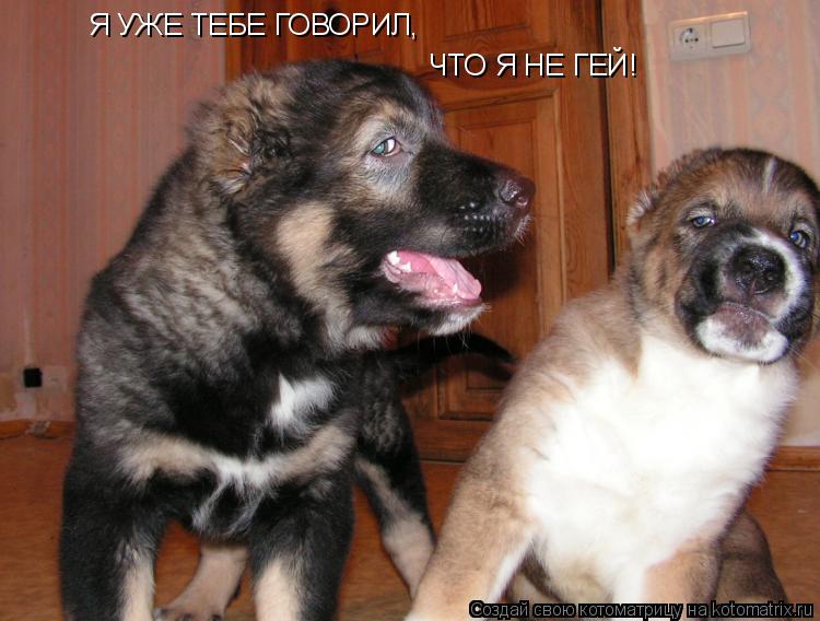 Котоматрица: Я УЖЕ ТЕБЕ ГОВОРИЛ, ЧТО Я НЕ ГЕЙ!