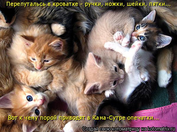 Котоматрица: Перепутальсь в кроватке - ручки, ножки, шейки, пятки... Вот к чему порой приводят в Кама-Сутре опечатки...