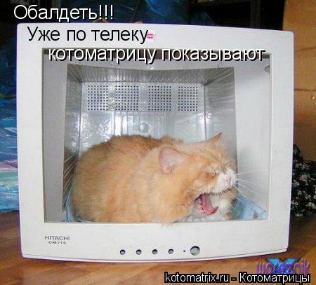 Обалдеть!!! Уже по телеку котоматрицу показывают... Котоматрица: Обалдеть!!! Уже по телеку котоматрицу показывают