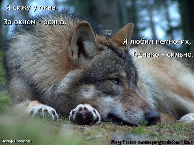 Котоматрица: Я сижу у окна.  За окном - осина. Я любил немногих, Однако - сильно. Иосиф Бродский