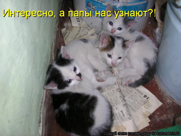 Интересно, а папы нас узнают?!... Котоматрица: Интересно, а папы нас узнают?!