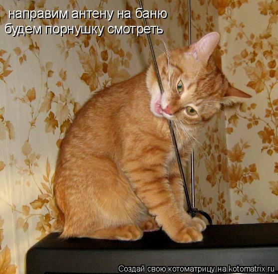 Котоматрица: направим антену на баню будем порнушку смотреть
