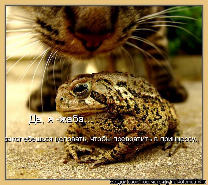 Да, я -жаба... заколебешься целовать, чтобы превратить в принцессу..... Котоматрица: Да, я -жаба... заколебешься целовать, чтобы превратить в принцессу..