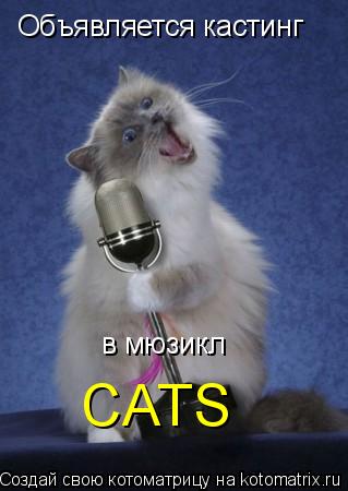Объявляется кастинг в мюзикл CATS... Котоматрица: Объявляется кастинг в мюзикл CATS