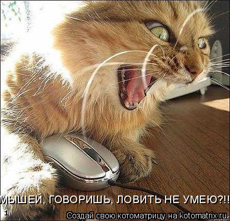 МЫШЕЙ, ГОВОРИШЬ, ЛОВИТЬ НЕ УМЕЮ?!!!... Котоматрица: МЫШЕЙ, ГОВОРИШЬ, ЛОВИТЬ НЕ УМЕЮ?!!!