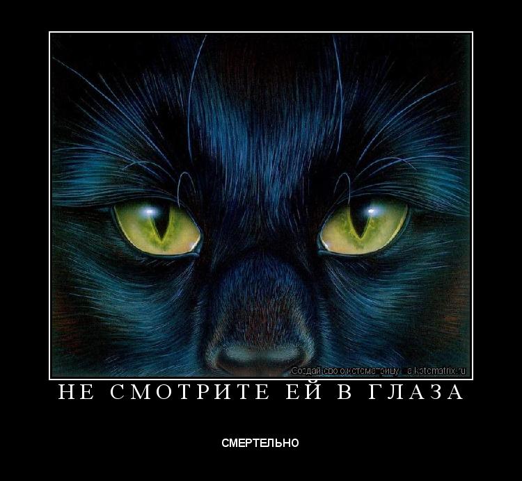 Котоматрица: Н Е   С М О Т Р И Т Е   Е Й   В   Г Л А З А 