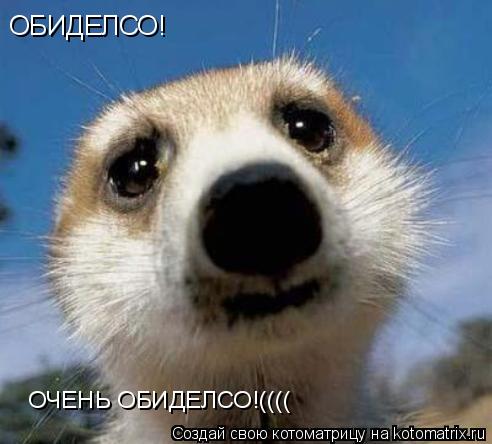 ОБИДЕЛСО! ОЧЕНЬ ОБИДЕЛСО!((((... Котоматрица: ОБИДЕЛСО! ОЧЕНЬ ОБИДЕЛСО!((((