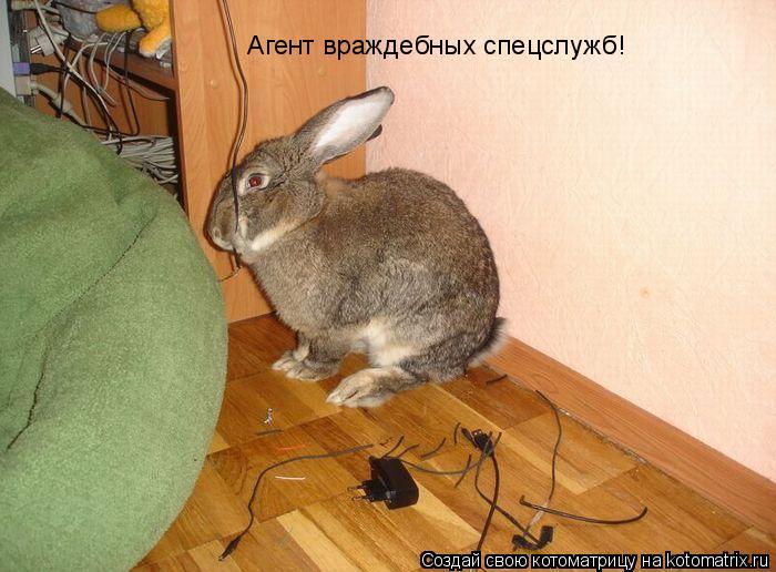 Агент враждебных спецслужб!... Котоматрица: Агент враждебных спецслужб!