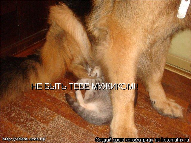 НЕ БЫТЬ ТЕБЕ МУЖИКОМ!!... Котоматрица: НЕ БЫТЬ ТЕБЕ МУЖИКОМ!!