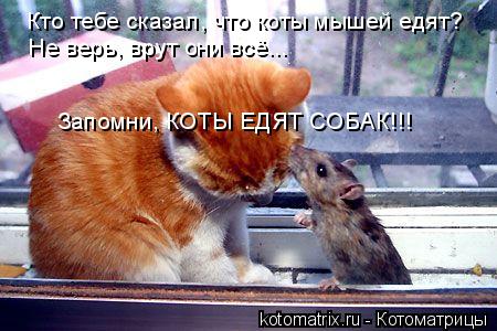 Котоматрица: Кто тебе сказал, что коты мышей едят? Не верь, врут они всё... Запомни, КОТЫ ЕДЯТ СОБАК!!!