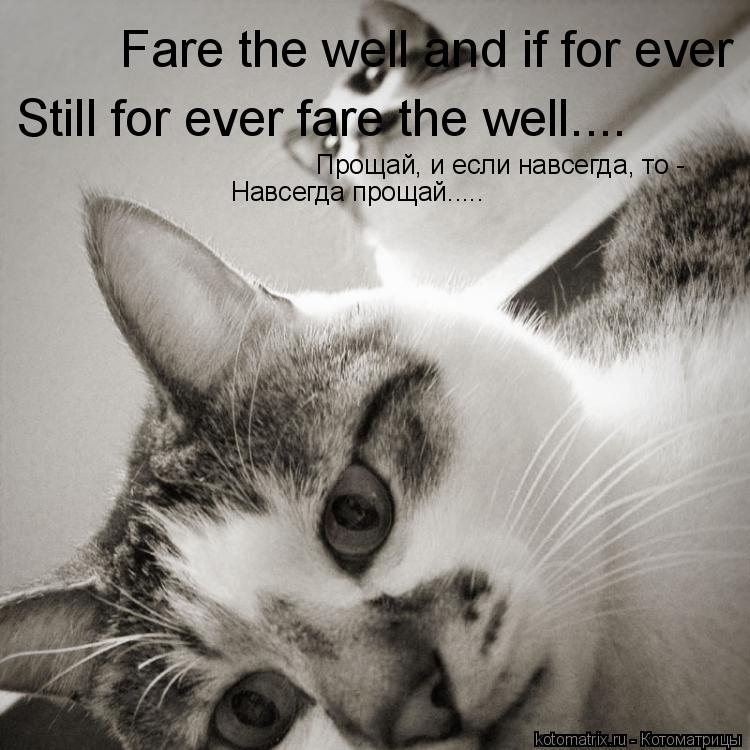 Котоматрица: Fare the well and if for ever Still for ever fare the well.... Прощай, и если навсегда, то - Навсегда прощай.....
