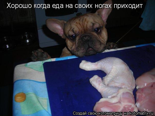 Котоматрица: Хорошо когда еда на своих ногах приходит