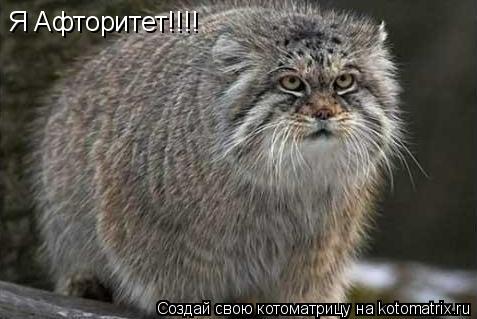 Я Афторитет!!!!... Котоматрица: Я Афторитет!!!!