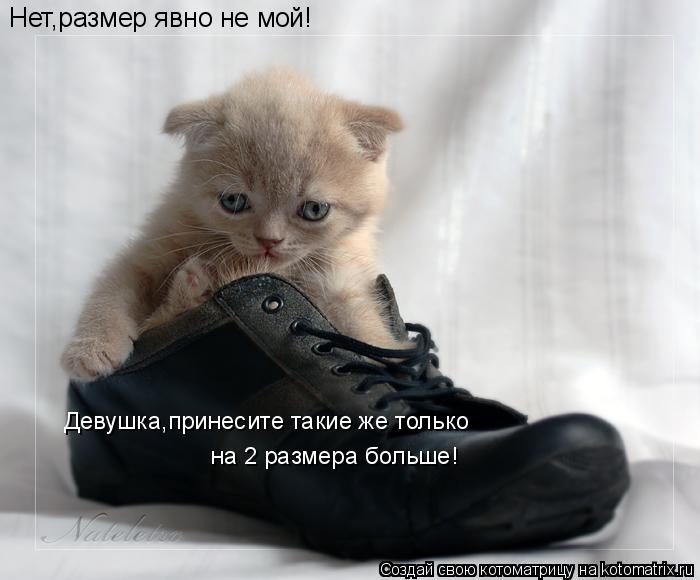 Нет,размер явно не мой! Девушка,принесите такие же только на 2 размера больше!... Котоматрица: Нет,размер явно не мой! Девушка,принесите такие же только на 2 размера больше!