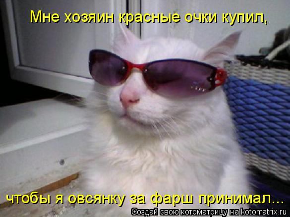 Котоматрица: Мне хозяин красные очки купил, чтобы я овсянку за фарш принимал...