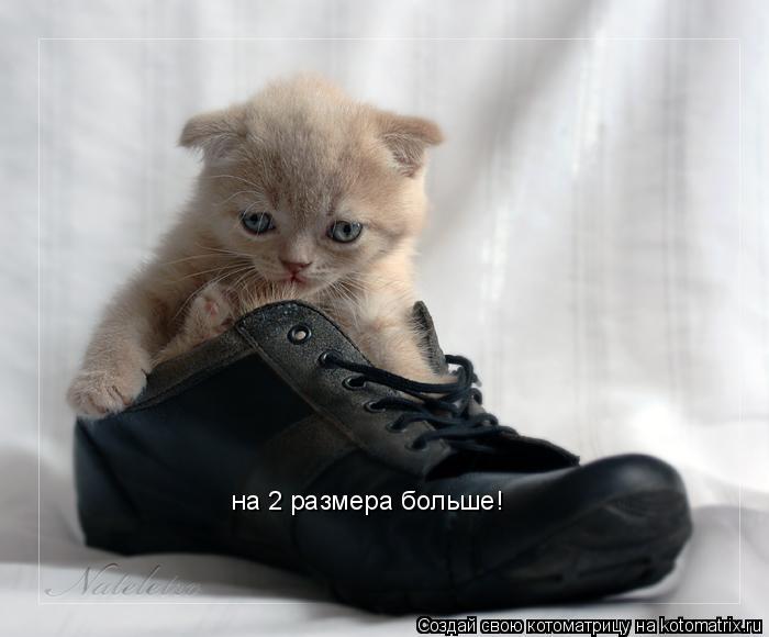 на 2 размера больше!... Котоматрица: на 2 размера больше!