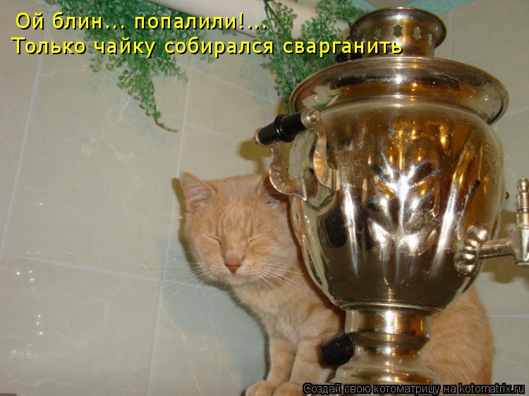 Котоматрица: Ой блин... попалили!... Только чайку собирался сварганить