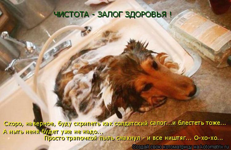 Котоматрица: ЧИСТОТА - ЗАЛОГ ЗДОРОВЬЯ ! Скоро, наверное, буду скрипеть как солдатский А мыть меня будет уже не надо... сапог...и блестеть тоже... Просто тряпо