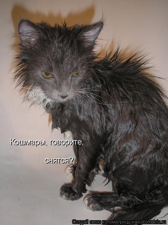 Котоматрица: Кошмары, говорите,  снятся?..