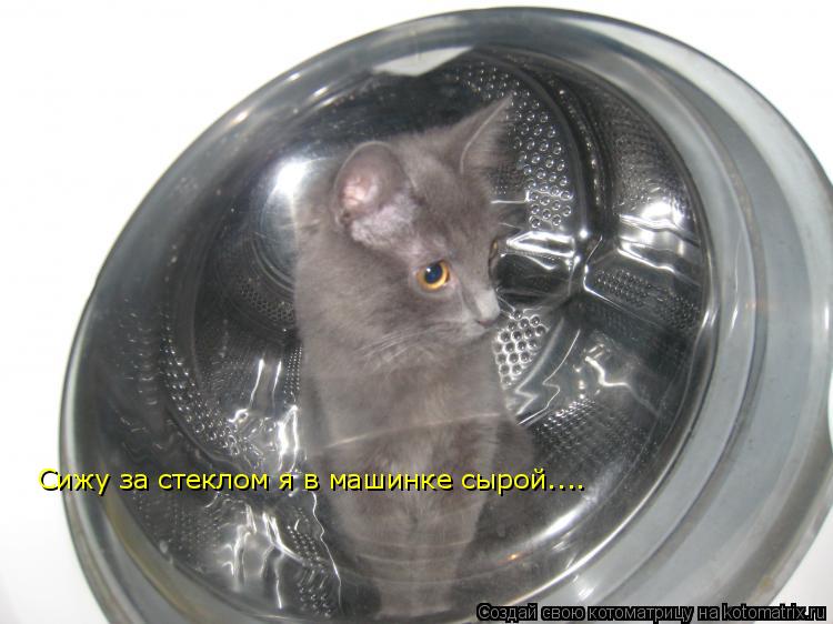 Котоматрица: Сижу за стеклом я в машинке сырой....