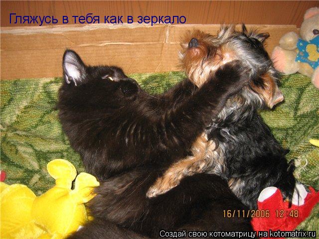 Котоматрица: Гляжусь в тебя как в зеркало