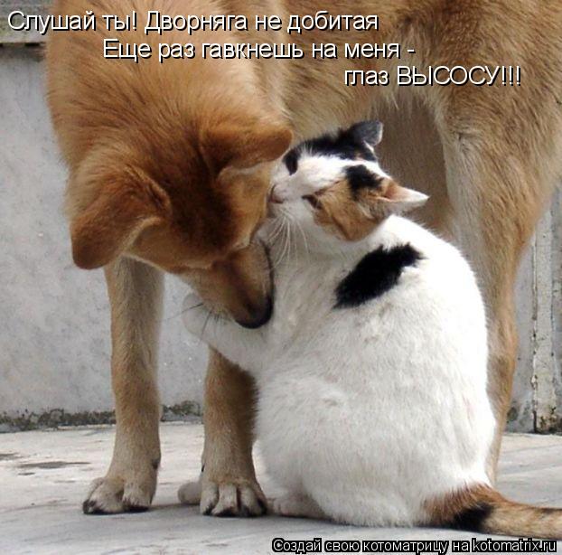 Котоматрица: Слушай ты! Дворняга не добитая Еще раз гавкнешь на меня -  глаз ВЫСОСУ!!!