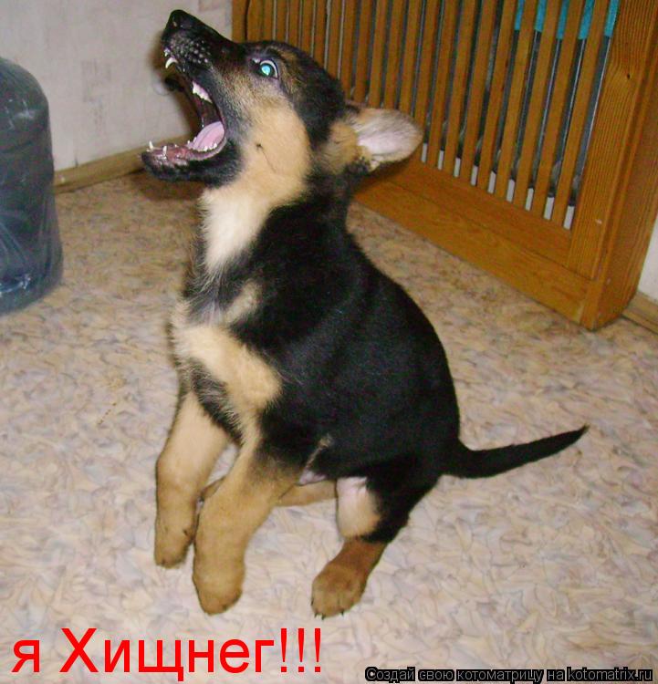 Котоматрица: я Хищнег!!!