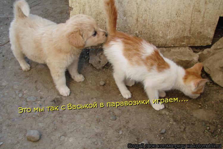 Это мы так с Васькой в паравозики играем....... Котоматрица: Это мы так с Васькой в паравозики играем....