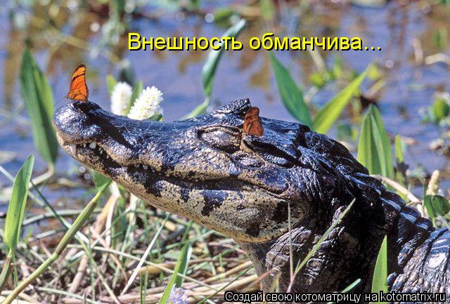 Внешность обманчива...... Котоматрица: Внешность обманчива...