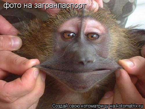 Котоматрица: фото на загранпаспорт
