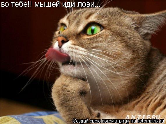 Котоматрица: во тебе!! мышей иди лови...