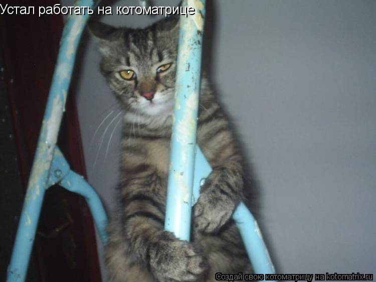 Устал работать на котоматрице... Котоматрица: Устал работать на котоматрице