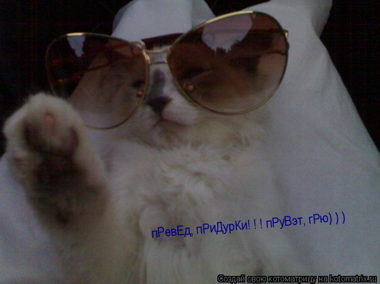 Котоматрица: пРевЕд, пРиДурКи! ! ! пРуВэт, гРю) ) )