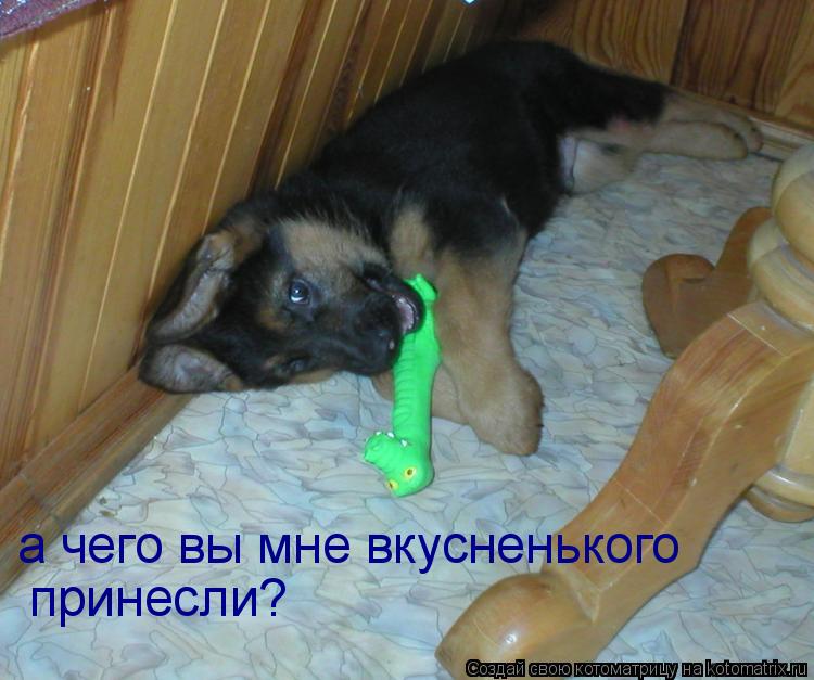 Котоматрица: а чего вы мне вкусненького  принесли?