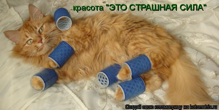 Котоматрица: красота "ЭТО СТРАШНАЯ СИЛА"