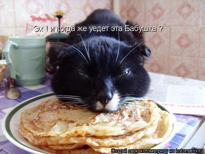 Котоматрица: Эх ! и когда же уедет эта Бабушка ?