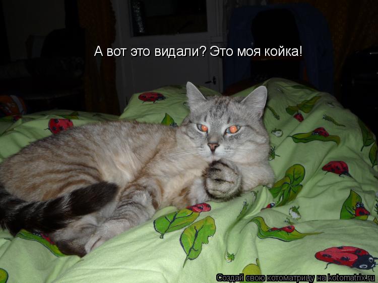 Котоматрица: А вот это видали? Это моя койка!