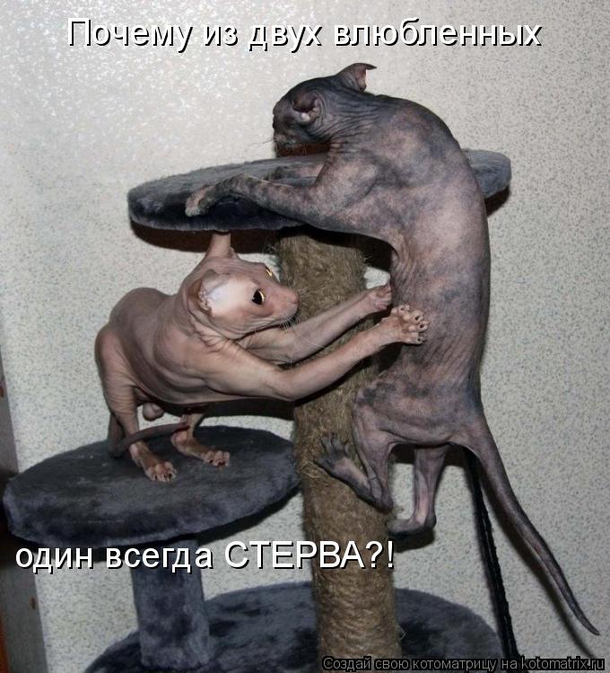 Котоматрица: Почему из двух влюбленных один всегда СТЕРВА?!