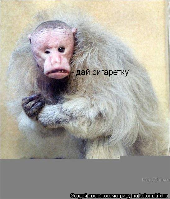 Котоматрица: - дай сигаретку