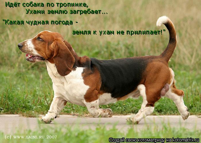 Котоматрица: Идёт собака по тропинке, Ухами землю загребает... "Какая чудная погода -  земля к ухам не прилипает!"