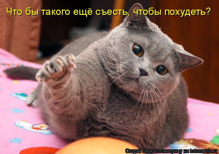 Что бы такого ещё съесть, чтобы похудеть?... Котоматрица: Что бы такого ещё съесть, чтобы похудеть?