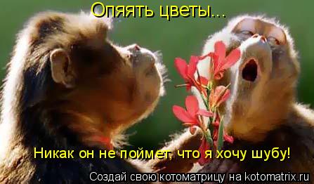 Котоматрица: Опяять цветы... Никак он не поймет, что я хочу шубу!