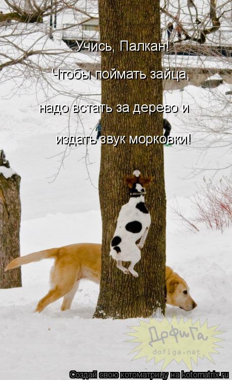 Учись, Палкан! Чтобы поймать зайца, надо встать за дерево и издать звук морковки!... Котоматрица: Учись, Палкан! Чтобы поймать зайца, надо встать за дерево и издать звук морковки!