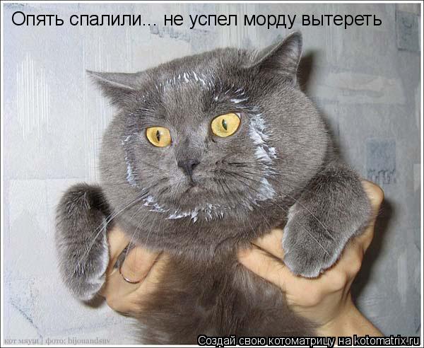 Опять спалили... не успел морду вытереть... Котоматрица: Опять спалили... не успел морду вытереть