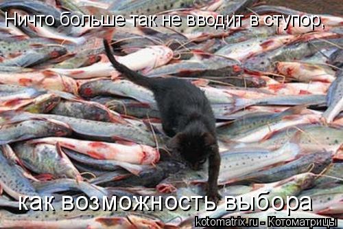 Ничто больше так не вводит в ступор, как возможность выбора... Котоматрица: Ничто больше так не вводит в ступор, как возможность выбора